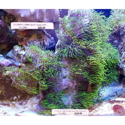 (WYSIWYG 13003) Metallic Green Star Polyps (8") (WYSIWYG 13003) Metallic Green Star Polyps (8")