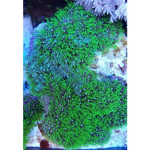 (WYSIWYG 13005) Metallic Green Star Polyps (5") (WYSIWYG 13005) Metallic Green Star Polyps (5")