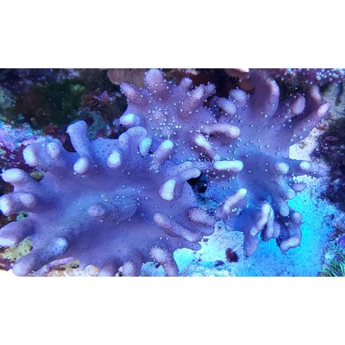 (WYSIWYG 12986) Devil's Hand (10") (WYSIWYG 12986) Devil's Hand (10")