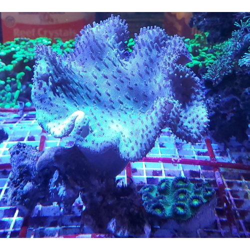 Toadstool XL (4-6") Toadstool XL (4-6")