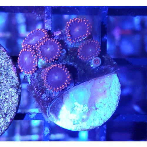 Orange Rim w/ Purple Center Zoanthid Frag (3-5P) Orange Rim w/ Purple Center Zoanthid Frag (3-5P)