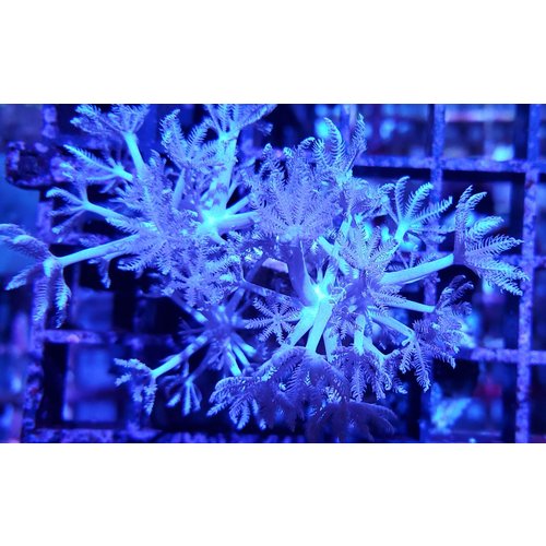 Anthelia Frag (1") Anthelia Frag (1")