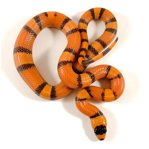 (WYSIWYG 10495) Hypo Tangerine Honduran Milksnake Baby (WYSIWYG 10495) Hypo Tangerine Honduran Milksnake Baby
