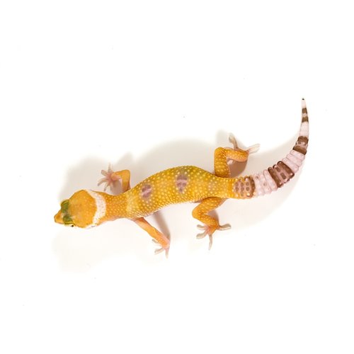 Hybino Leopard Gecko Juvenile Hybino Leopard Gecko Juvenile