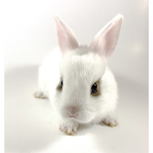 Netherland Dwarf Rabbit Baby (8-14 Weeks) Netherland Dwarf Rabbit Baby (8-14 Weeks)