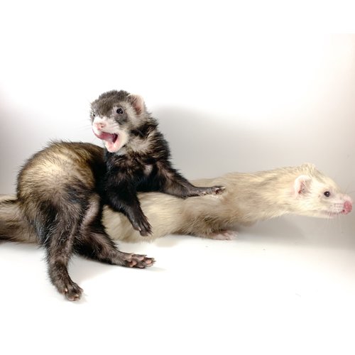 (WYSIWYG 13025) Ferret Pair (Brown Male - Sebastian) (Male - Griffen) (WYSIWYG 13025) Ferret Pair (Brown Male - Sebastian) (Male - Griffen)