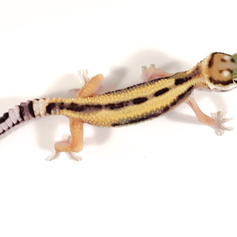 Reverse Stripe Leopard Gecko Juvenile (4-6")