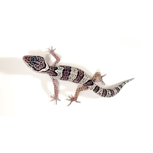 Mack Super Snow Leopard Gecko Juvenile Mack Super Snow Leopard Gecko Juvenile