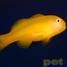 Yellow Clown Goby MD