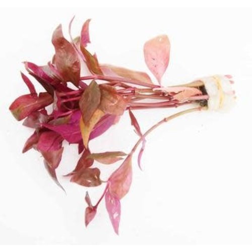 'Alternanthera Lilacina' Bunch RG 'Alternanthera Lilacina' Bunch RG