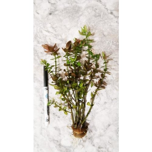 Yellow Flame 'Bacopa Caroliniana' Bunch RG Yellow Flame 'Bacopa Caroliniana' Bunch RG