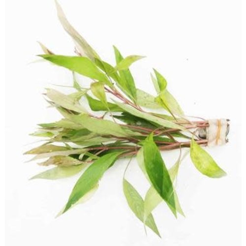 'Hygrophila Stricta' Bunch RG 'Hygrophila Stricta' Bunch RG