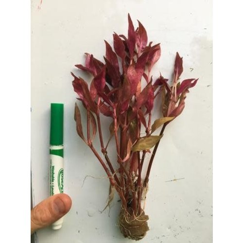 'Alternanthera Reineckii Variegated' Bunch RG 'Alternanthera Reineckii Variegated' Bunch RG