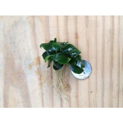 Anubias Nana Petite on Rock Anubias Nana Petite on Rock