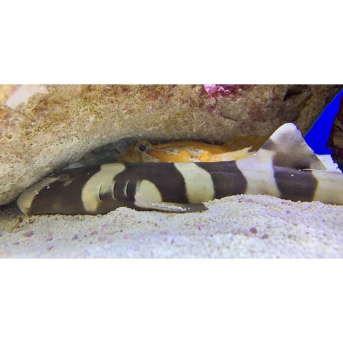 (WYSIWYG 10429) Banded Cat Shark XL (10-13") (WYSIWYG 10429) Banded Cat Shark XL (10-13")