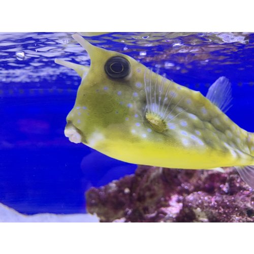 (WYSIWYG 13129) Longhorn Cowfish Jumbo (10-12") (WYSIWYG 13129) Longhorn Cowfish Jumbo (10-12")
