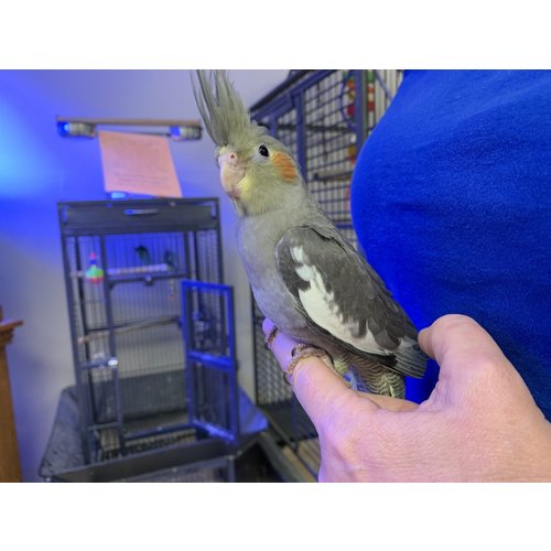 (WYSIWYG 13133) Cockatiel Juvenile (Born July 2019) (WYSIWYG 13133) Cockatiel Juvenile (Born July 2019)