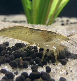 Bamboo Shrimp RG