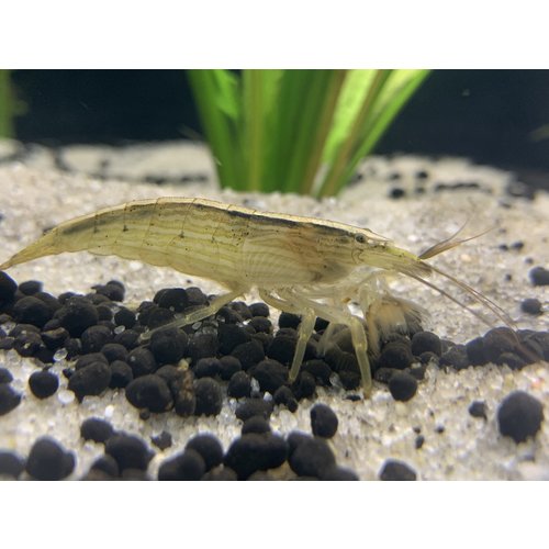 Bamboo Shrimp RG Bamboo Shrimp RG