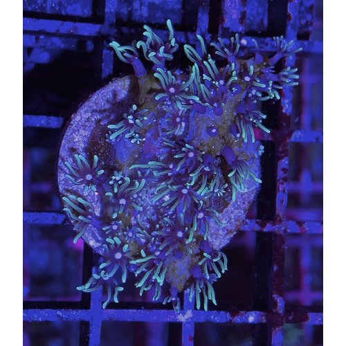Green Star Polyps Frag (1") Green Star Polyps Frag (1")
