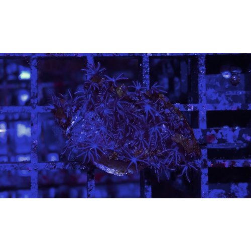 Pink Star Polyp Frag (1") Pink Star Polyp Frag (1")