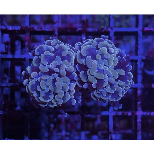 (WYSIWYG 13103) Gold Branching Hammer (2HD) (WYSIWYG 13103) Gold Branching Hammer (2HD)
