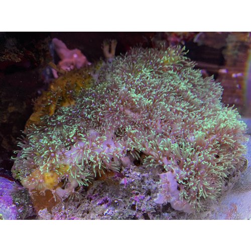 (WYSIWYG 13007) Green Star Polyps (6") (WYSIWYG 13007) Green Star Polyps (6")