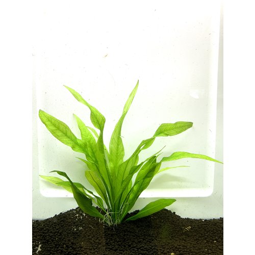 Amazon Sword 'Echinodorus Amazonicus' Bunch RG Amazon Sword 'Echinodorus Amazonicus' Bunch RG