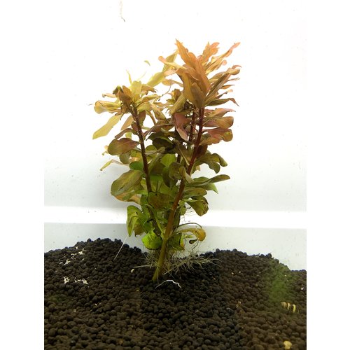 'Ludwigia Repens' Bunch RG 'Ludwigia Repens' Bunch RG