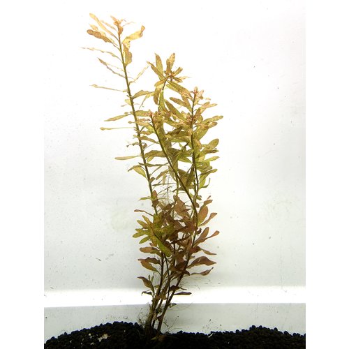 Marsh Seedbox 'Ludwigia Palustrus' Bunch RG Marsh Seedbox 'Ludwigia Palustrus' Bunch RG