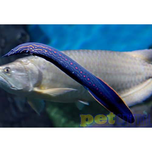 Fire Eel MD Fire Eel MD