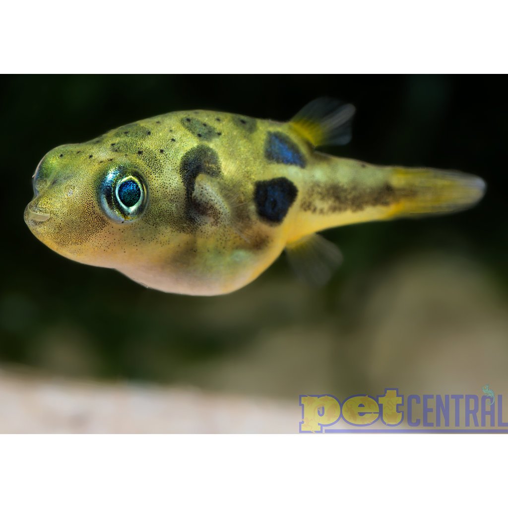 Dwarf Freshwater Pea Puffer RG