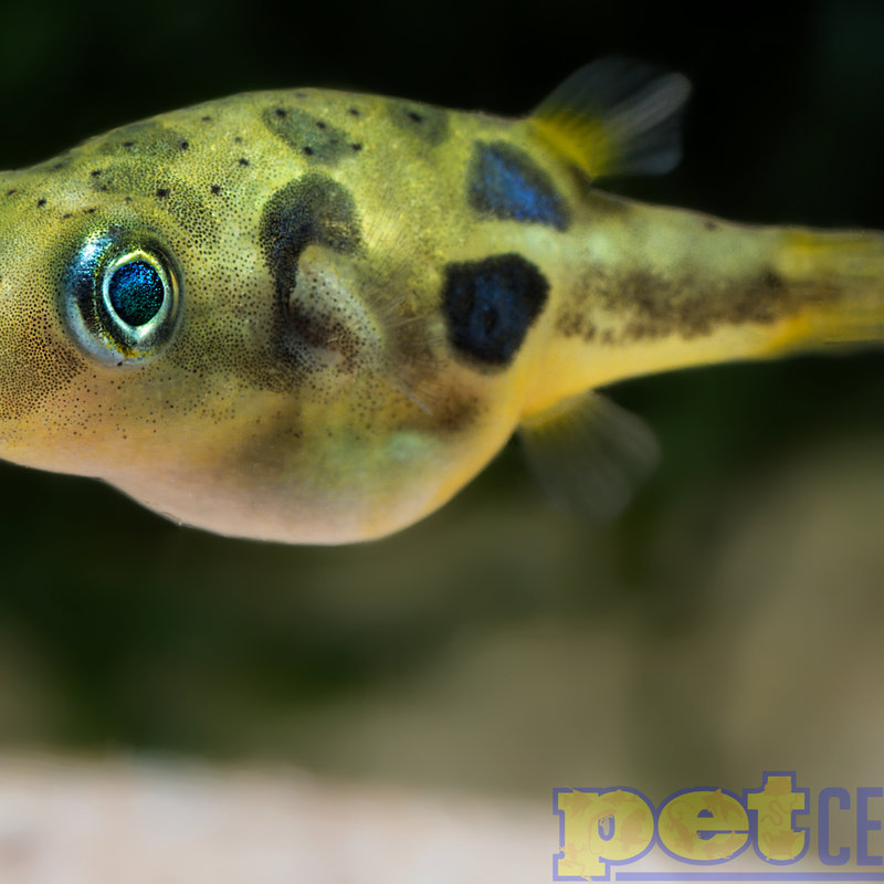 Dwarf Freshwater Pea Puffer RG