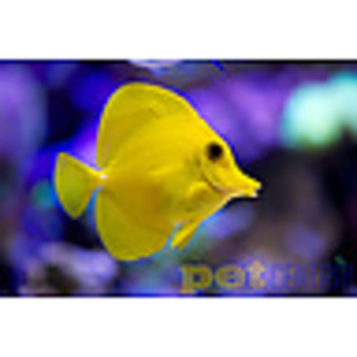 Yellow Tang LG Yellow Tang LG