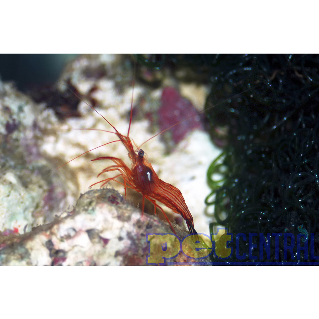 Peppermint Shrimp for Sale Pet Central Pet Central
