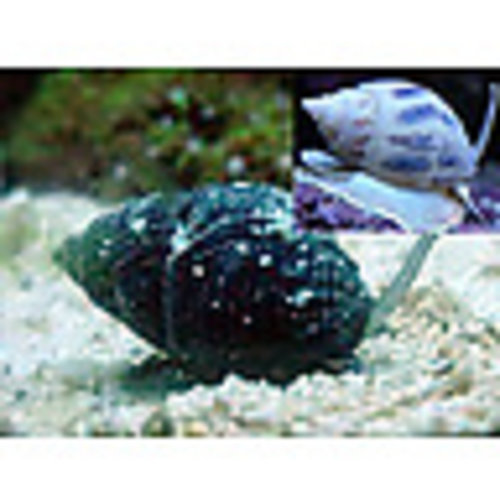 Nassarius Snail LG Nassarius Snail LG