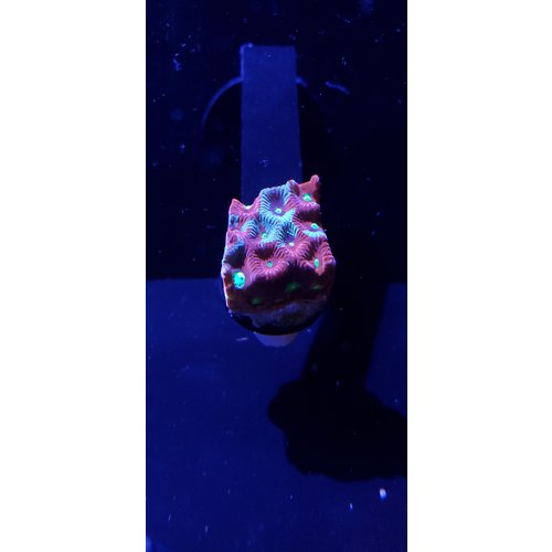Australian War Favia Moonstone Frag (1-2") Australian War Favia Moonstone Frag (1-2")