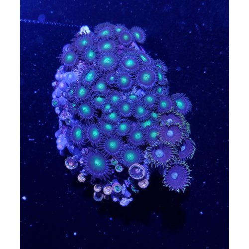 Australian (WYSIWYG 13281) Zoanthid XS Australian (WYSIWYG 13281) Zoanthid XS