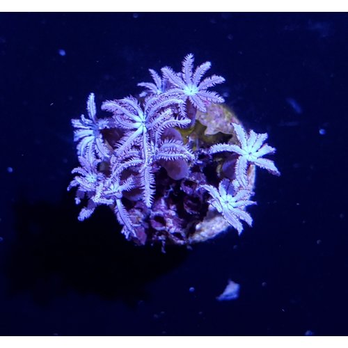 Organ Pipe Frag (1-2") Organ Pipe Frag (1-2")