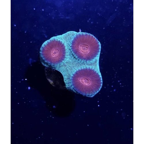 Australian Super Red Eye Favia Moonstone Frag (1-2") Australian Super Red Eye Favia Moonstone Frag (1-2")