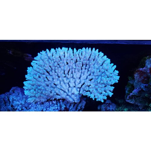 Australian (WYSIWYG 13265) Brown Tabling Acropora SHOW Australian (WYSIWYG 13265) Brown Tabling Acropora SHOW