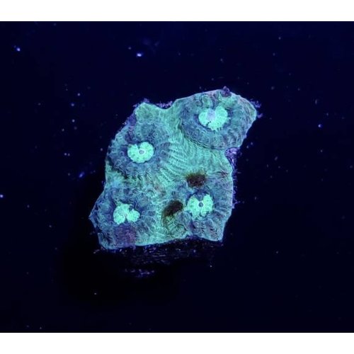 Australian Super Green Favia Moonstone Frag (1-2") Australian Super Green Favia Moonstone Frag (1-2")