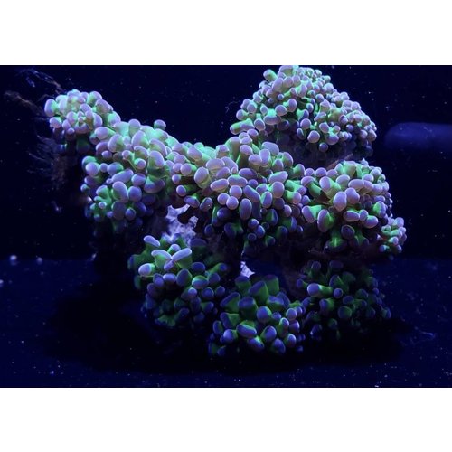 (WYSIWYG 12919) Green w/ Purple Tip Frogspawn Colony 13HD (WYSIWYG 12919) Green w/ Purple Tip Frogspawn Colony 13HD