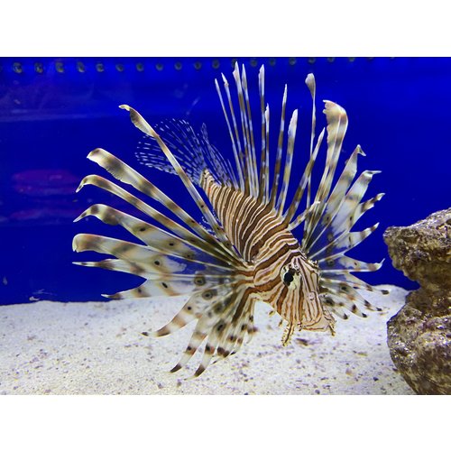 (WYSIWYG 7913) Volitan Lionfish XL (WYSIWYG 7913) Volitan Lionfish XL