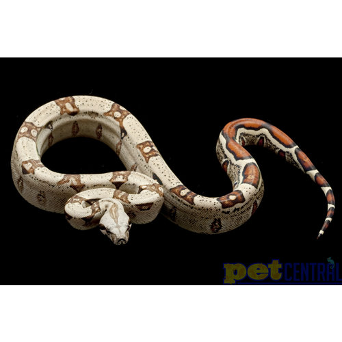 Redtail Boa Baby Redtail Boa Baby