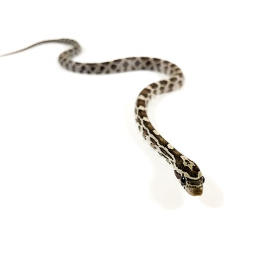 Ghost Corn Snake Baby Ghost Corn Snake Baby