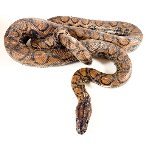 (WYSIWYG 13137) Brazilian Rainbow Boa Adult (4-6') (WYSIWYG 13137) Brazilian Rainbow Boa Adult (4-6')