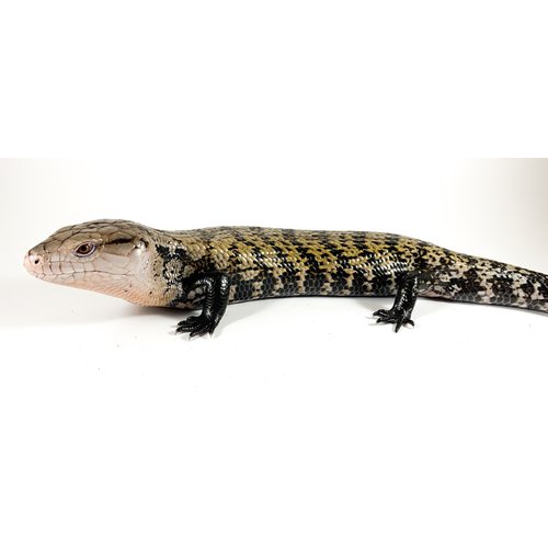 (WYSIWYG 13233) Indonesian Blue Tongue Skink (1 Year) CS156 (WYSIWYG 13233) Indonesian Blue Tongue Skink (1 Year) CS156