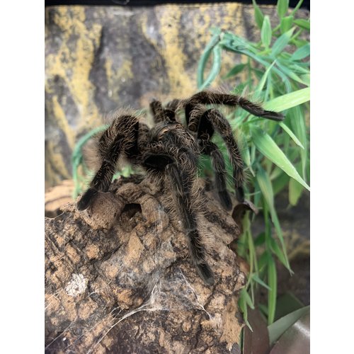 Honduran Curly Hair Tarantula Adult Honduran Curly Hair Tarantula Adult