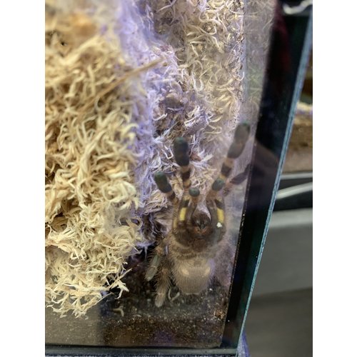 Indian Ornamental (Poecilotheria Regalis) Tarantula Juvenile (1.5-2.5") Indian Ornamental (Poecilotheria Regalis) Tarantula Juvenile (1.5-2.5")